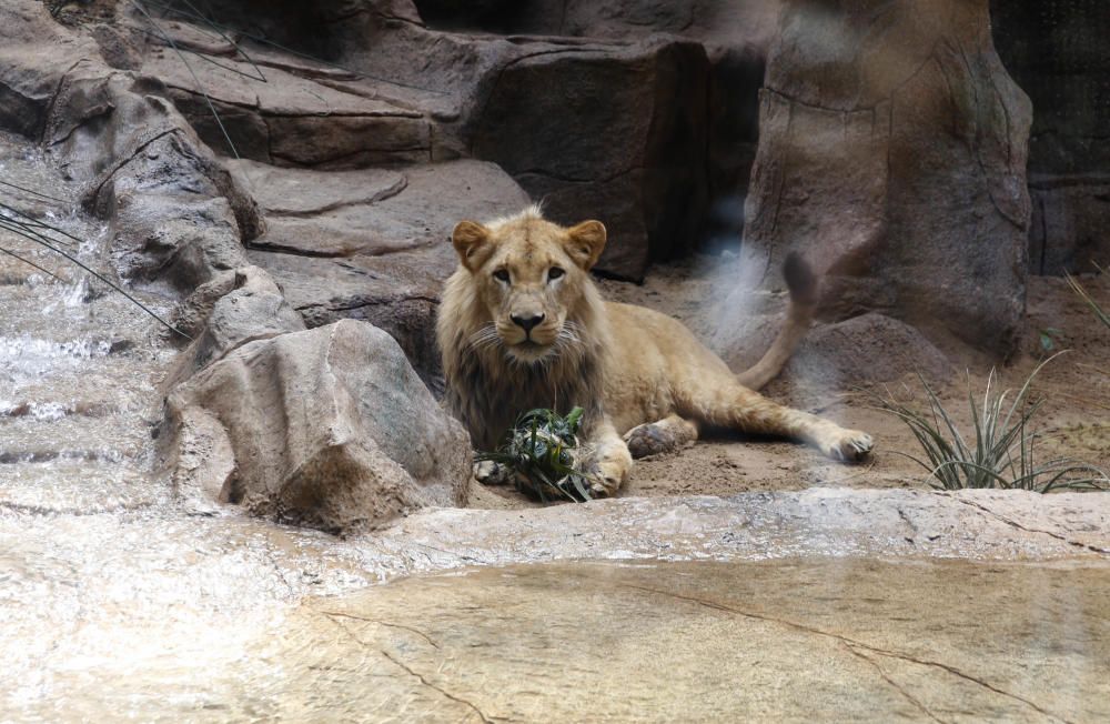 Delia Padrón Inauguración del Lion's Kingdom, la exhibición de los leones africanos, en Loro Parque