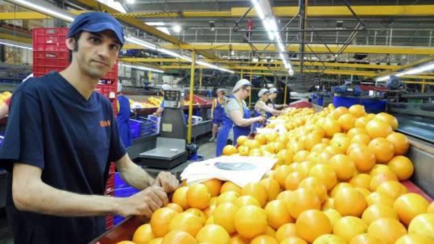 Un hombre rodeado de mujeres y de naranjas