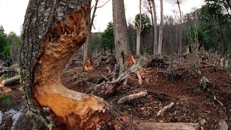 Argentina se propone eliminar miles de castores en la Patagonia