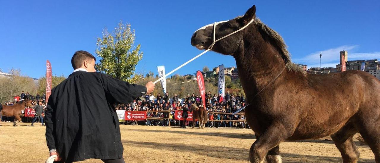 Un ramader cerdà durant el concurs de la fira | MIQUEL SPA