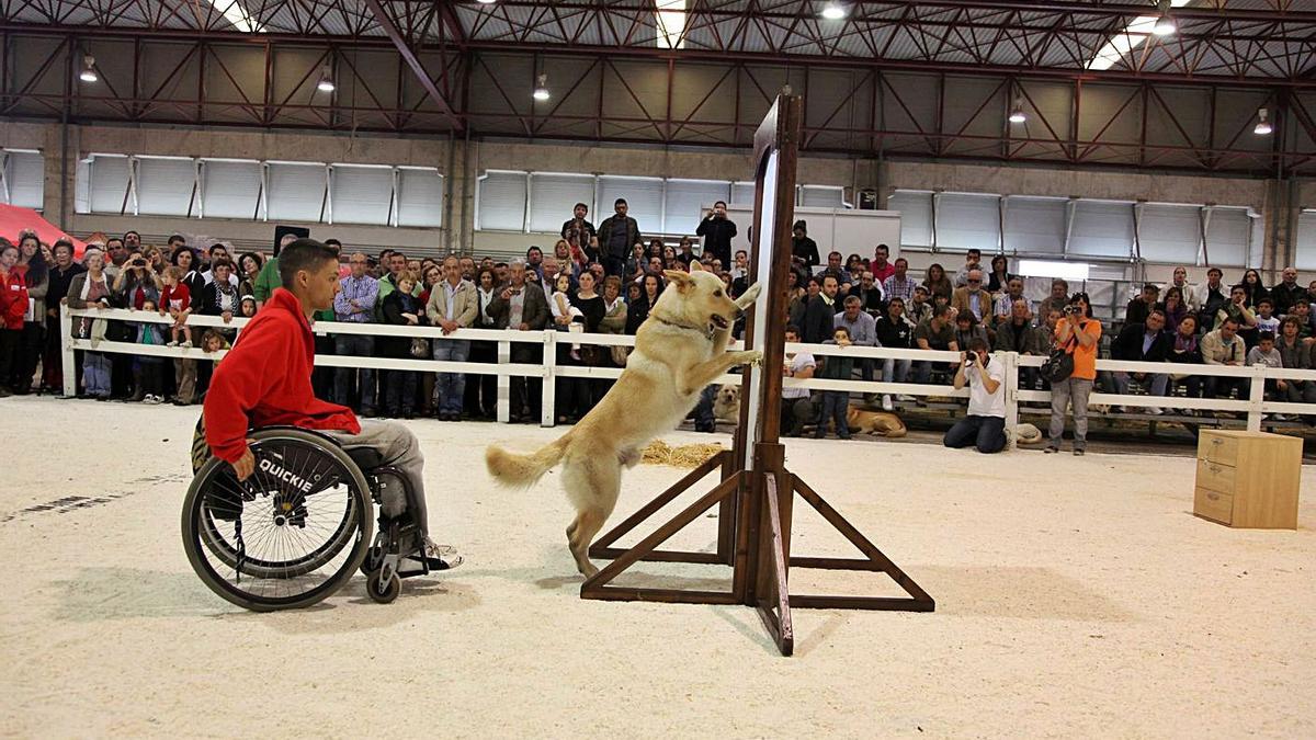 Una exhibición con un ejemplar de can de palleiro, en una edición anterior. |