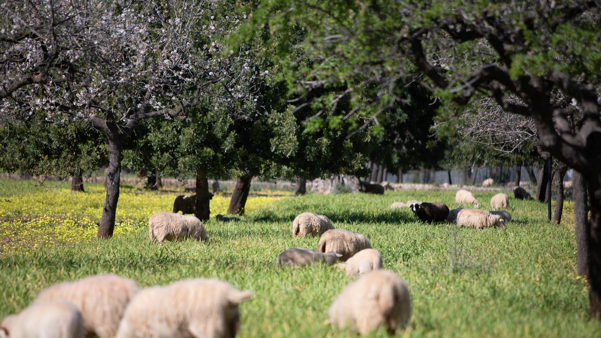 Madrid inyecta 1,7 millones a dos mil agricultores para compensar la subida del precio de los fertilizantes