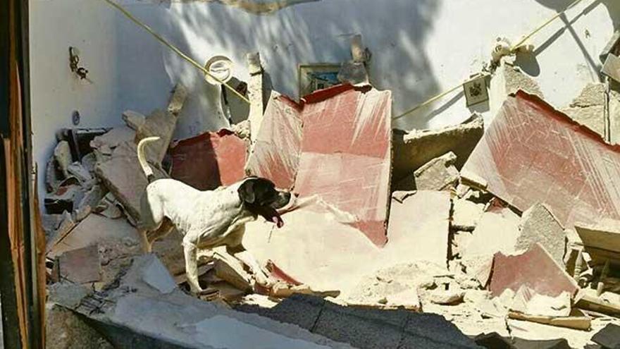 Un perro de los Bombers rastrea los escombros en busca de víctimas, ayer en Cala Rajada.