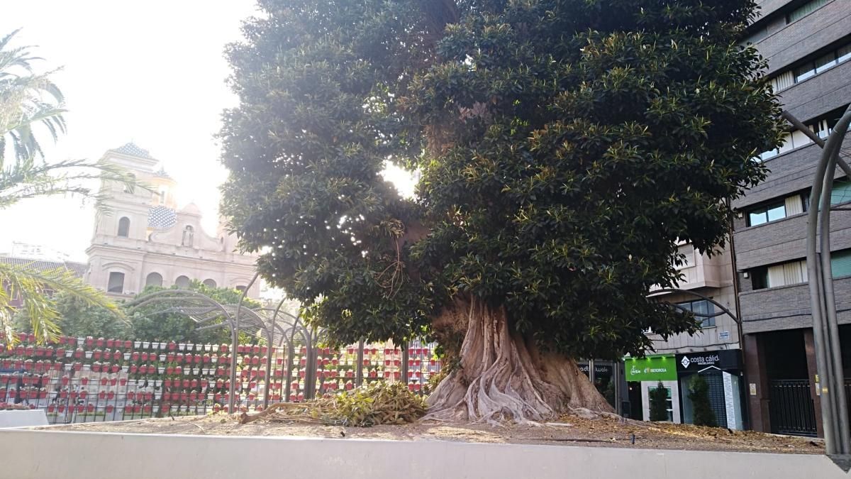 Se cae una rama del ficus de Santo Domingo