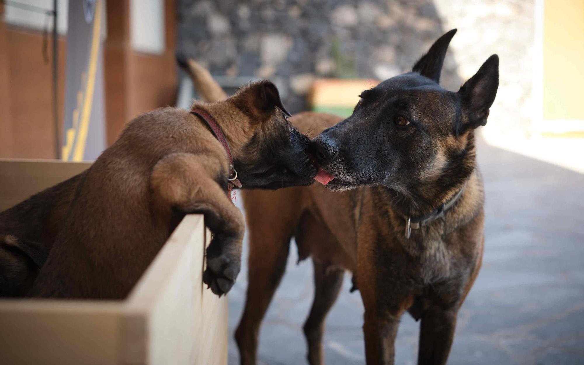 Estos son los nuevos cachorros de la Unidad Canina de la Policía Local de Santa Cruz