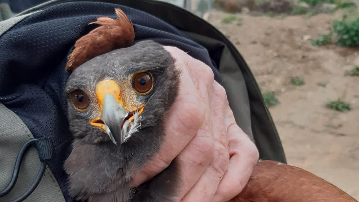 Capturada un águila murciana que atemorizaba a los vecinos de Tobarra - La  Opinión de Murcia