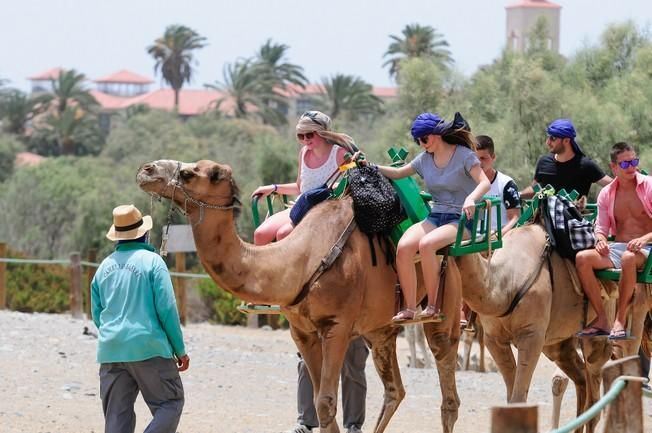 Reportaje excursiones con camellos en las Dunas ...