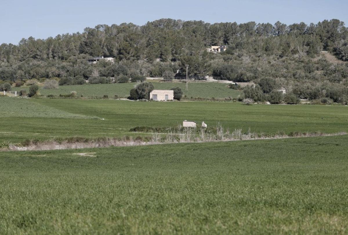 Un camp verd del Pla de Mallorca.