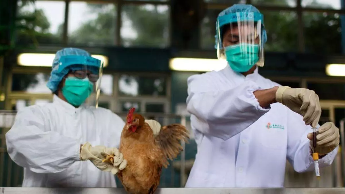 Gripe aviar: 889 casos en humanos y mortalidad del 52%, gran preocupación de la OMS