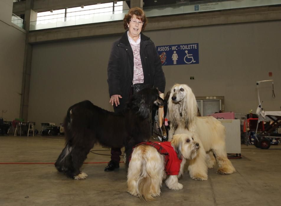 Los perros toman el Ifevi