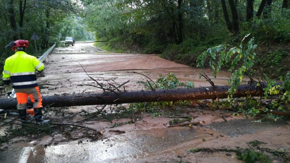 La carretera GIV-5441, a Espinelves tallada per la presència d'arbres