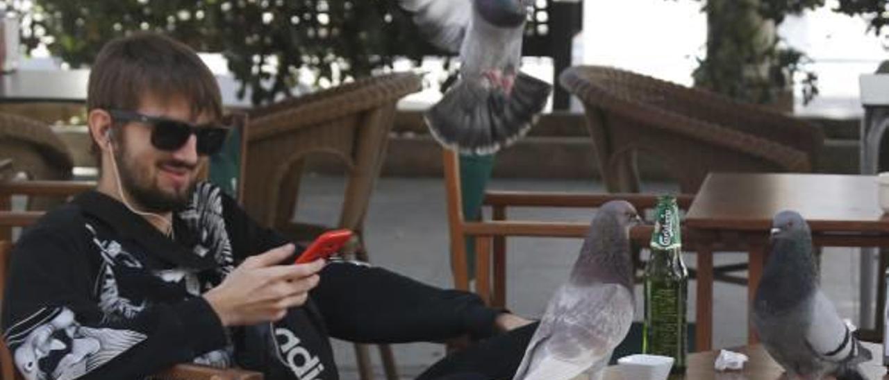 Las palomas «invaden» las mesas de los comensales en los bares del centro de Alzira