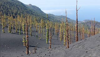 Los pinos más cercanos al cráter del volcán de La Palma recuperan su verdor