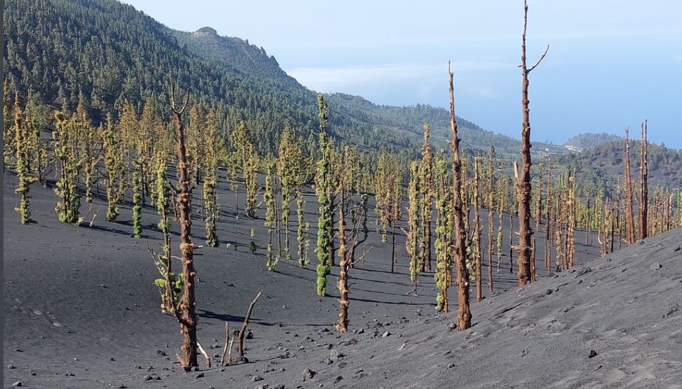 volcán la palma pinos