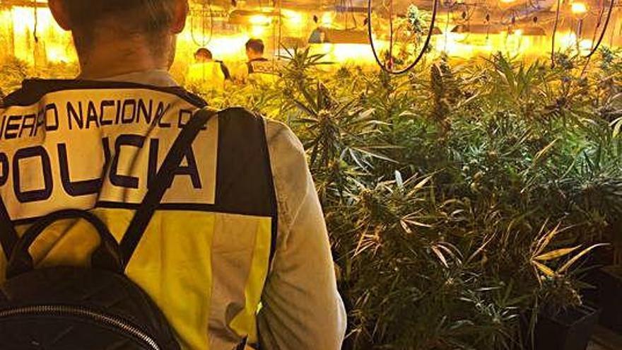 Agents de la Policia Nacional, mentre desmantellaven la plantació de marihuana.