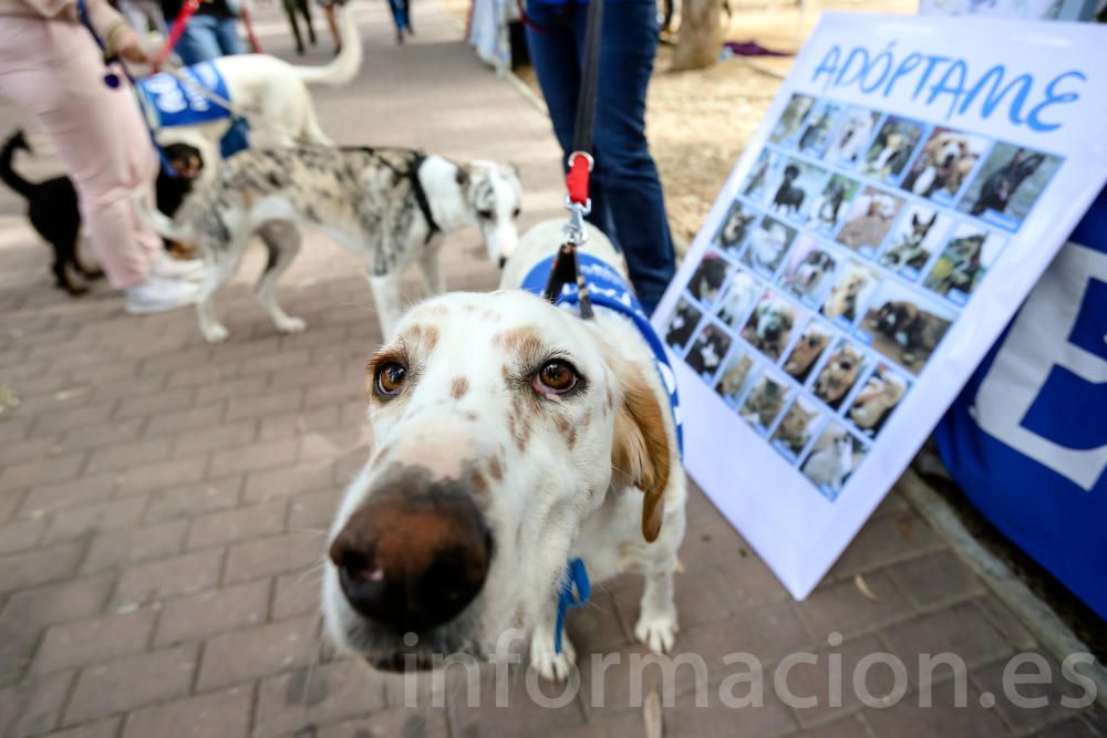 L'Alfàs del Pi, contra el abandono de las mascotas