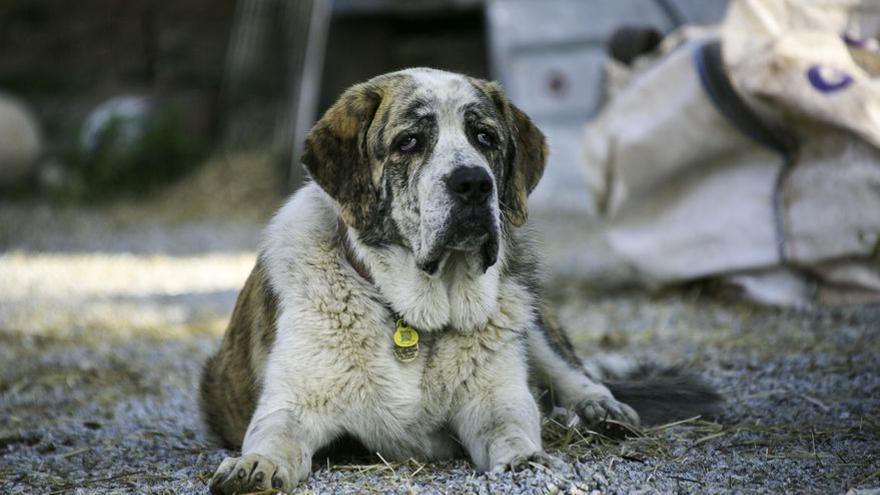 Un mastín de ocho meses, el perro de vigilancia del rebaño de Collserola.