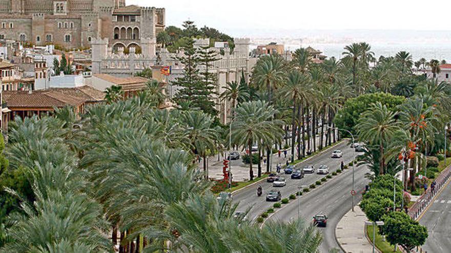 Las palmeras del paseo Sagrera están afectadas por la plaga y en tratamiento.