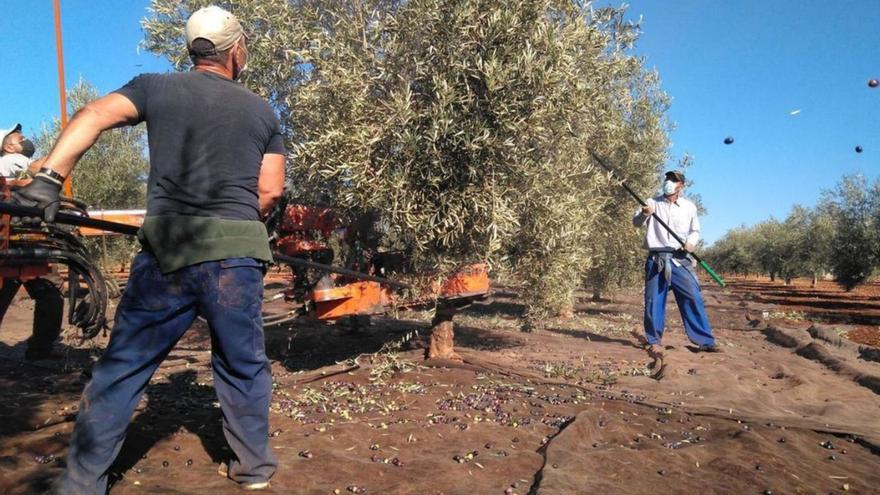 CropBalance, la herramienta digital para que los agricultores malagueños cultiven de forma sostenible