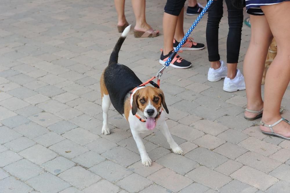 Muestra de mascotas en La Fama