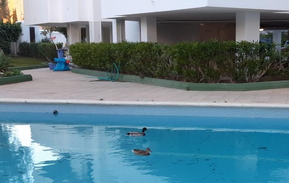 Un ánade común nadando en la piscina del un hotel desierto de Talamanca