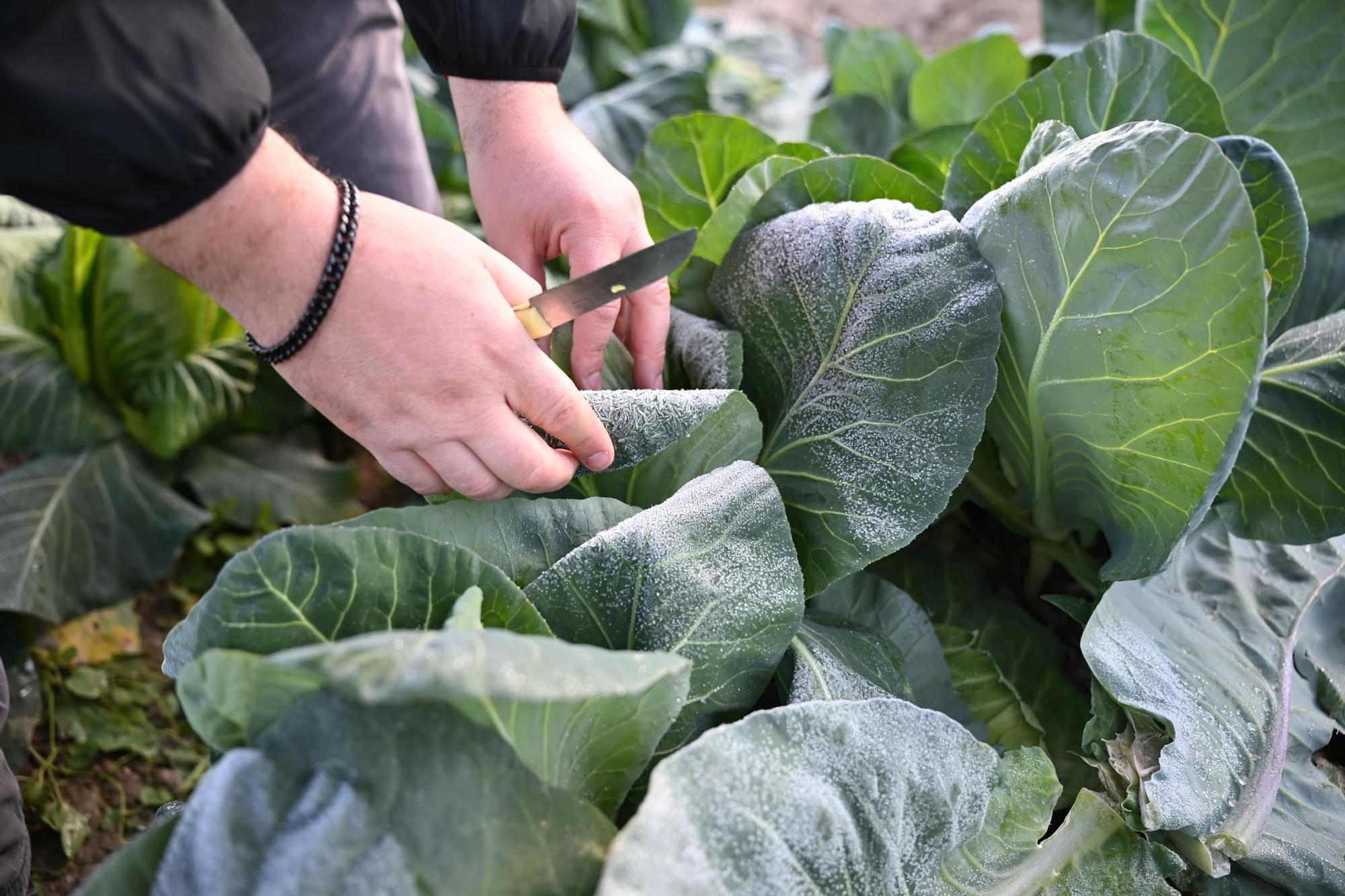 Así han amanecido muchos cultivos de la Vega Baja y el Camp d'Elx: bajo la escarcha