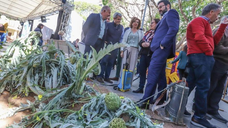 Almoradí es el mayor centro alcachofero de España.