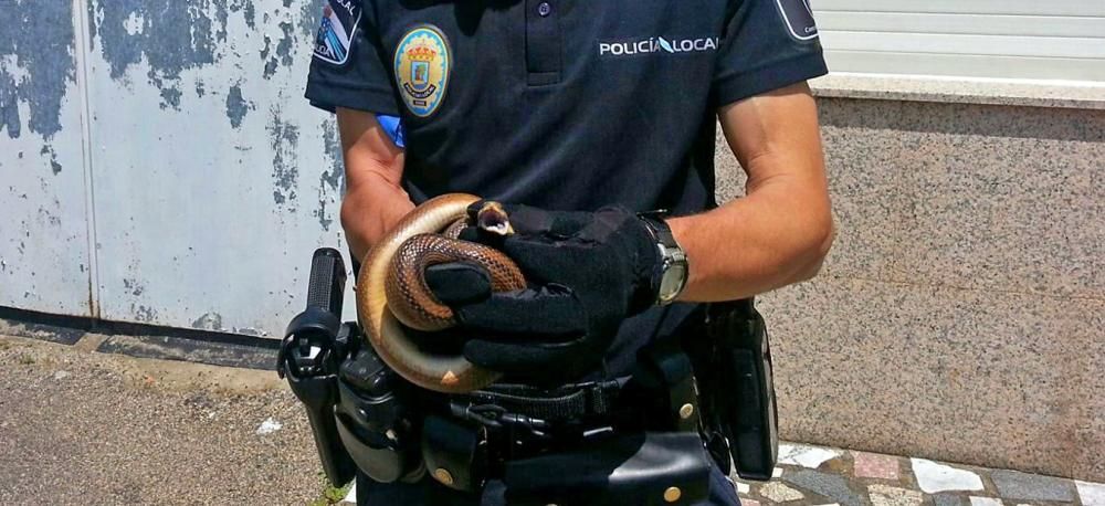 Hallan una serpiente en el patio de una casa