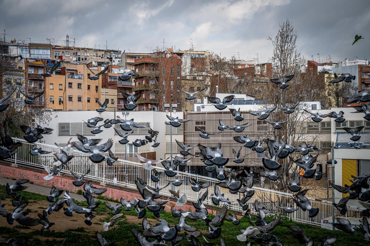 Palomas frente a un instituto-escuela en Barcelona, este curso. Palomas frente a un instituto-escuela en Barcelona, este curso.