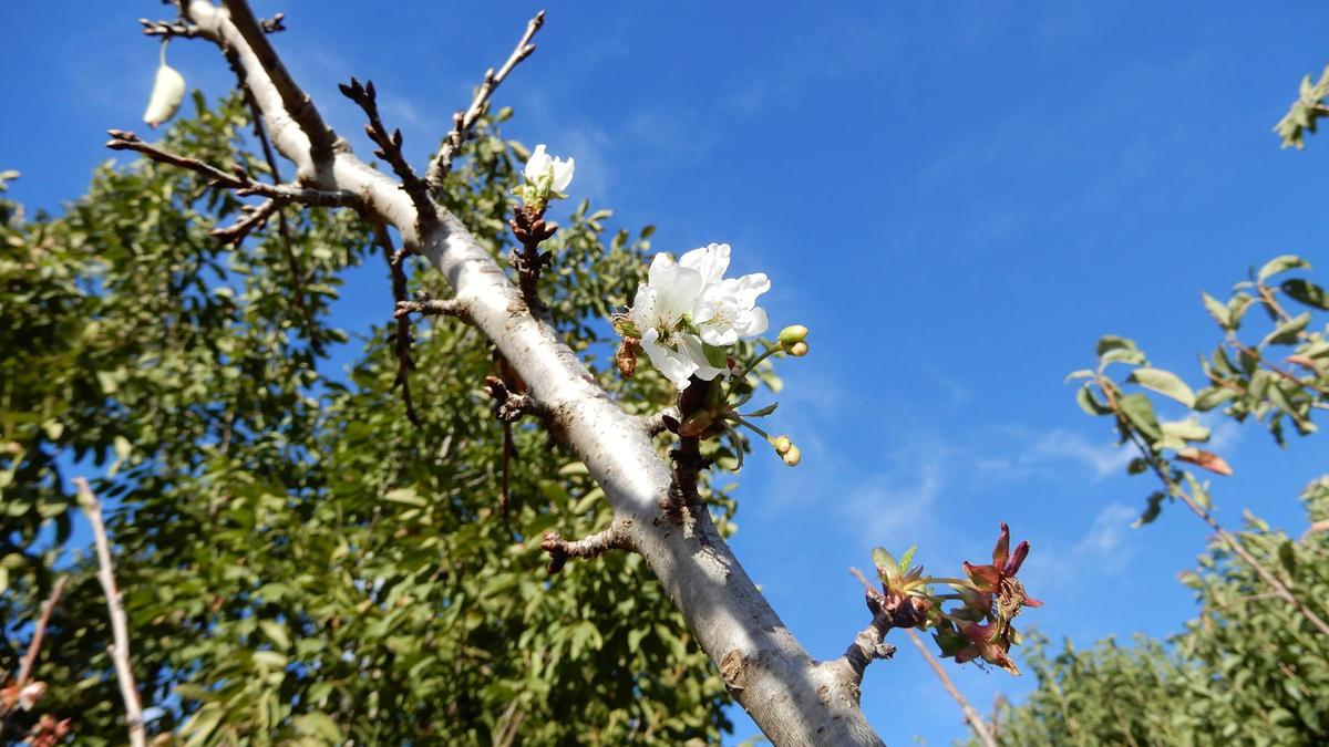 Ametller florit a Manresa