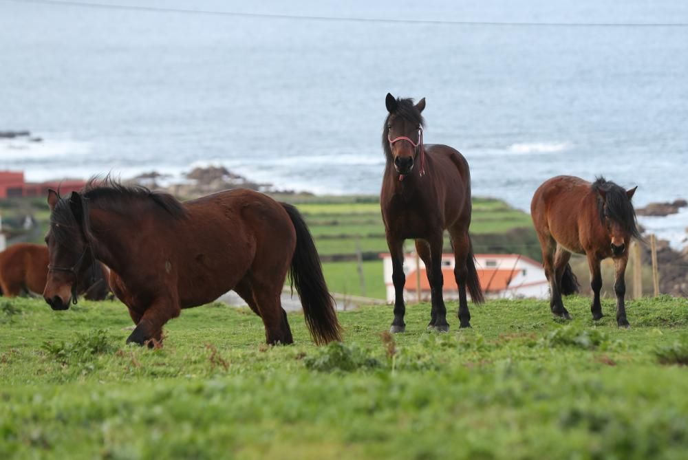 Nace en Oia el primer criadero de caballos gallegos de pura raza de la Serra da Groba