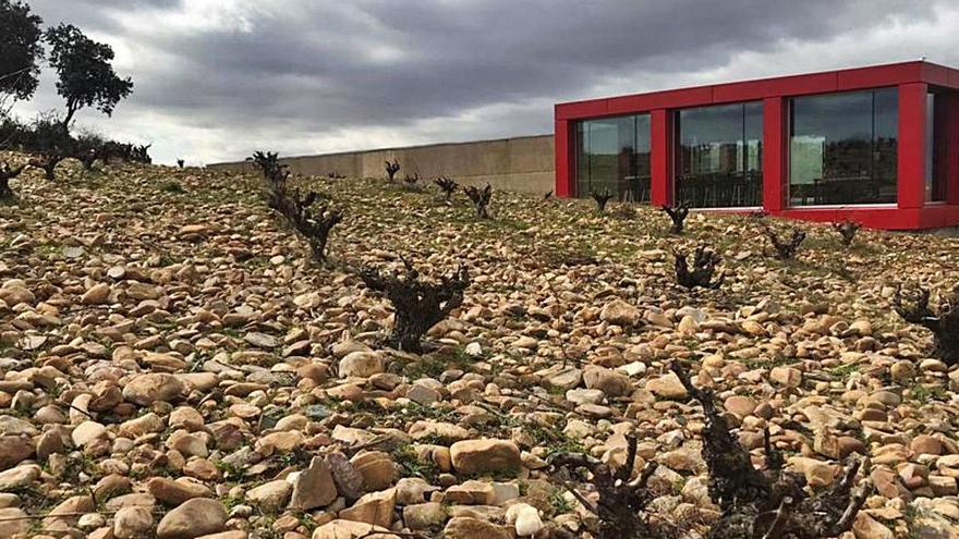 Elías Mora pone en valor el enoturismo en la DO Toro con visitas al viñedo y catas