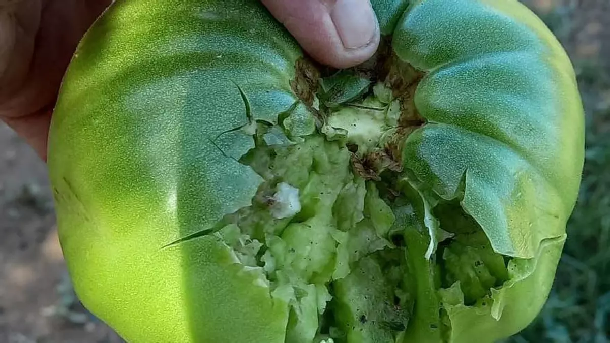 El granizo barre Aragón y destroza cosechas: "No han quedado ni las hojas en los campos"
