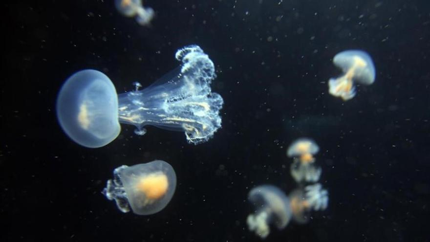 En busca de un antídoto para las picaduras de medusa