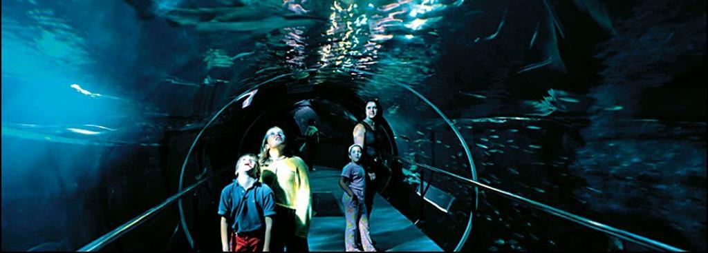 El Aquarium de San Sebastián renueva su cara