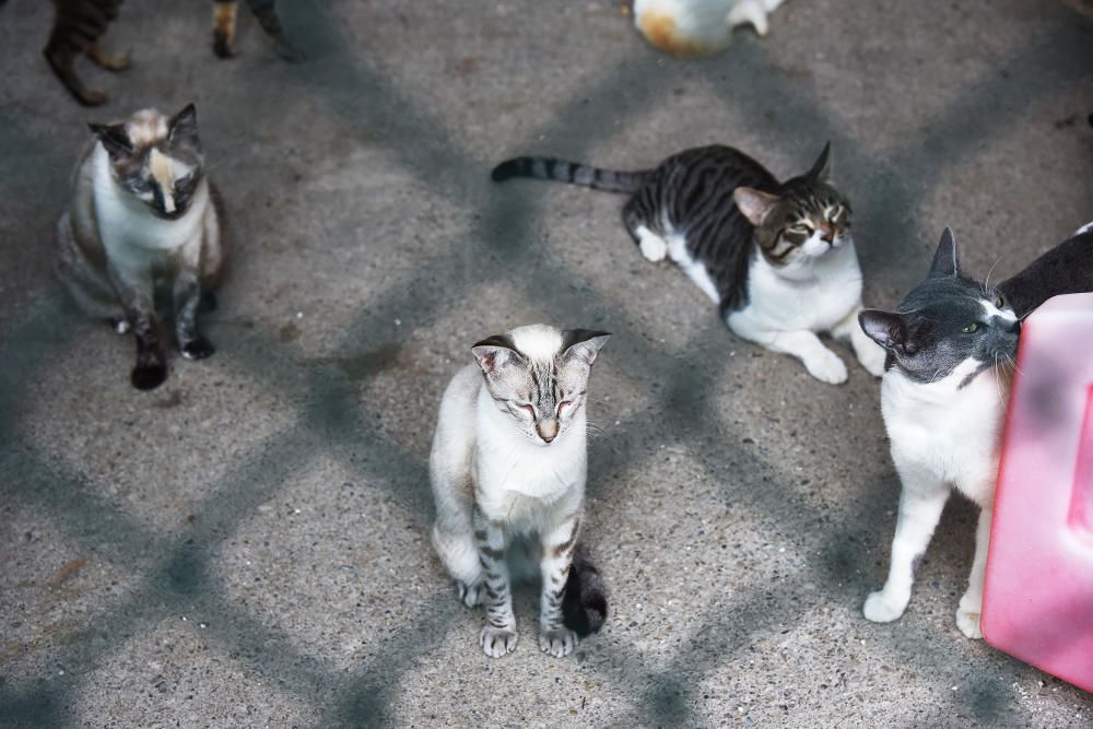 El nombre de gossos adoptats a Manresa cau el 38% i augmenten els gats trobats al carrer