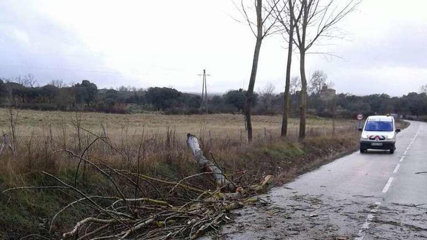 Árbol caído sobre la carretera de acceso a Villardiegua.