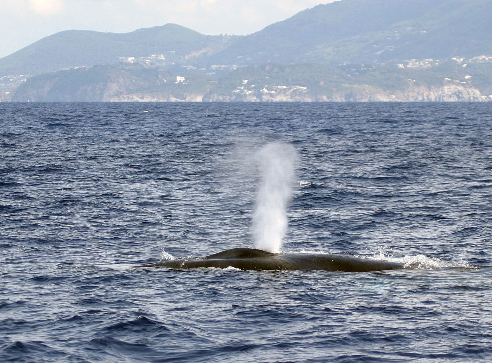 Den Walen zuliebe: Tempolimit auf dem Meer