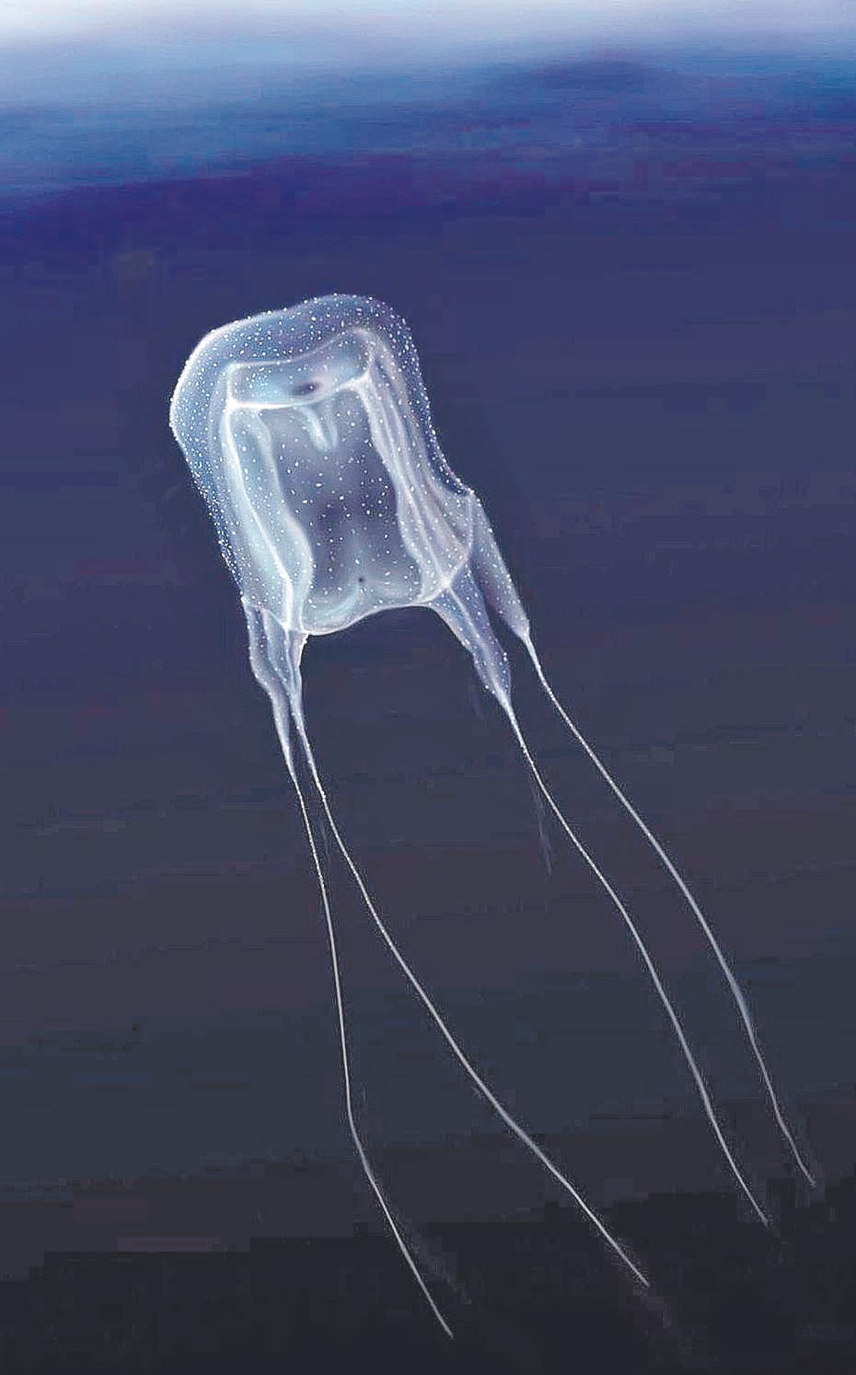 Medusas: Cómo reconocer las peligrosas