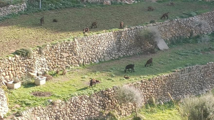 Estellencs actúa contra las cabras salvajes que han ‘colonizado’ su turística cala