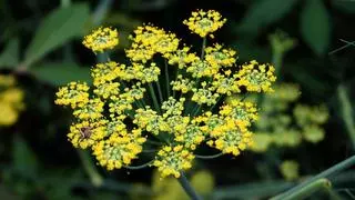 Fiuncho: la planta aromática y medicinal más fácil de cuidar
