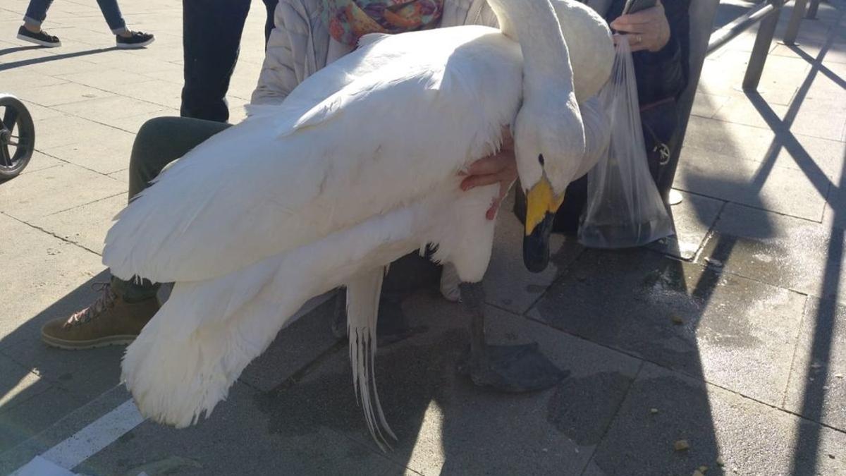 El cisne localizado en Barcelona