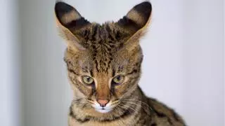Las razas de gatos más caras de España: conoce las joyas felinas al alcance de pocos