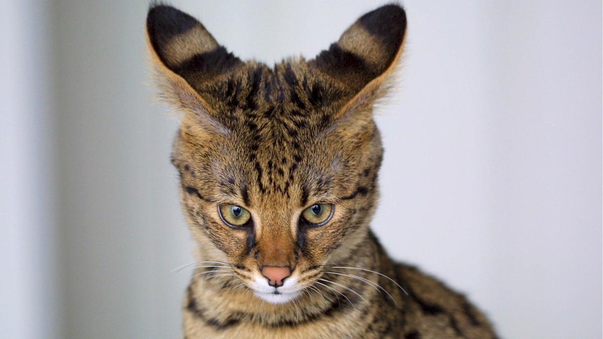 Las razas de gatos más caras de España: conoce las joyas felinas al alcance  de pocos