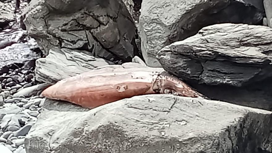 Aparece un calamar gigante en el litoral del sur de Gran Canaria