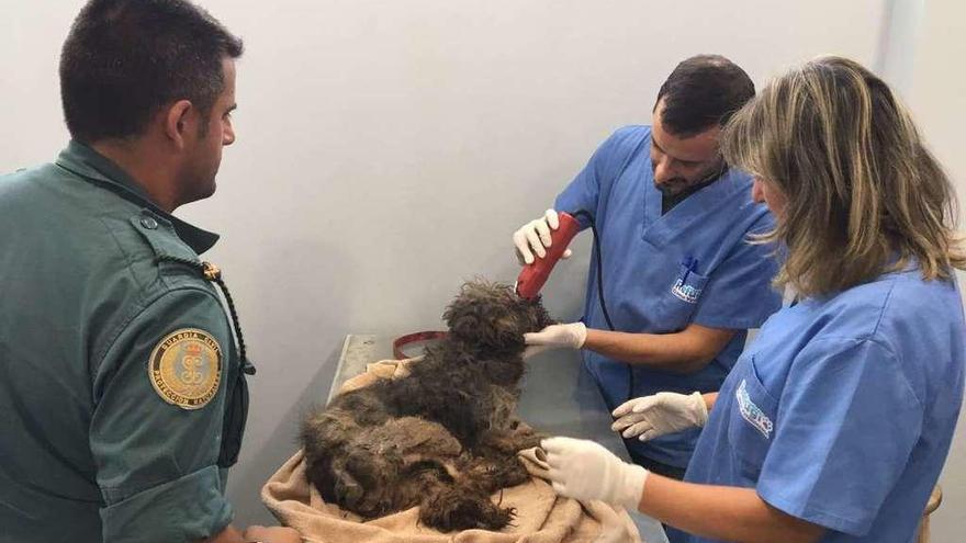 El personal veterinario atiende a &quot;Loita&quot; en presencia de un agente del Seprona. // Cedida