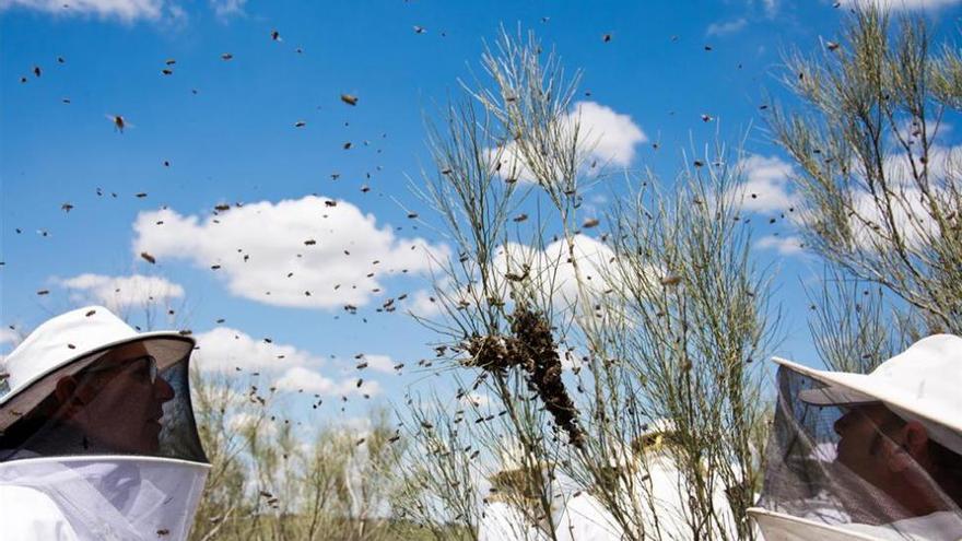 Los apicultores extremeños cifran las pérdidas de miel en 70% por las altas temperaturas