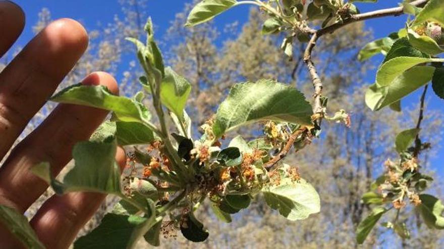 Efecto de la helada en un frutal de Sanabria