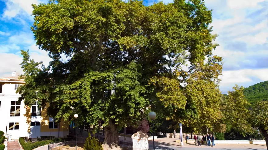 El plátano de Biar, candidato a ser el Árbol del Año 2023