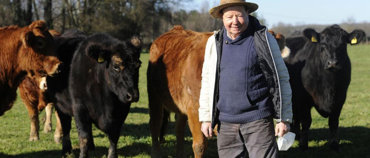 El jubilado Emerio Souto, con las vacas de su granja en un prado, en Lalín.